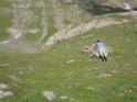 Tiens ! Une mamotte qui essaie de se cacher dans un trou trop petit pour elle